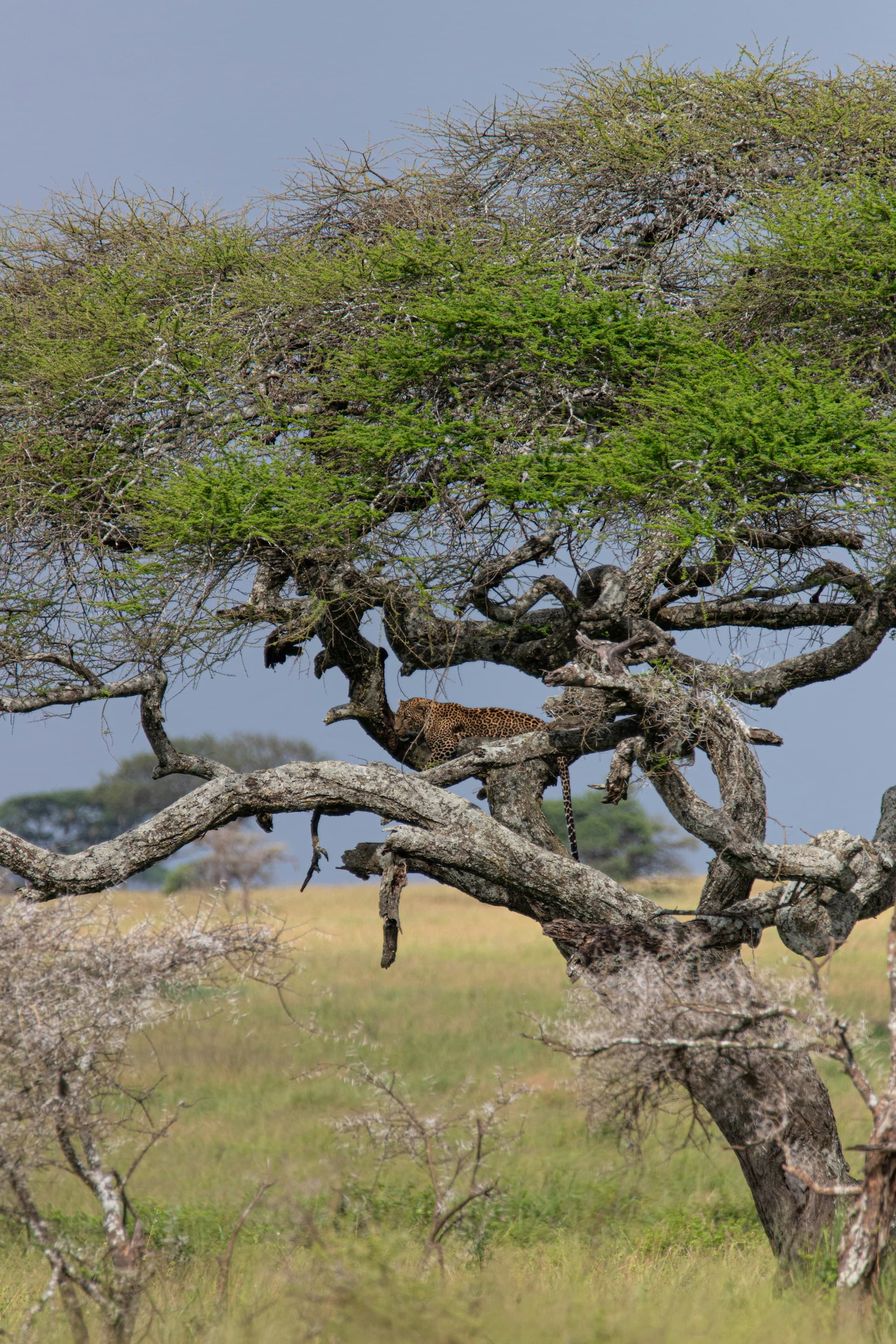 6 Days Tented Camp Safari Luxury Plus - The Serengeti Trail & Lake Manyara