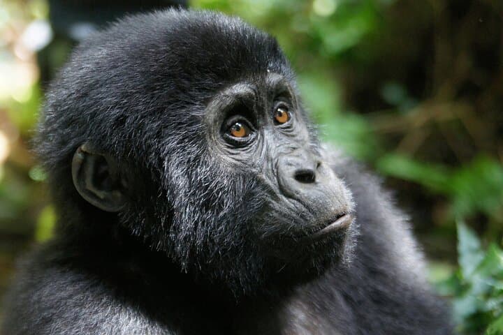 Bwindi Mountain Gorilla Trekking 