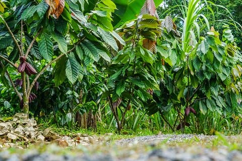 Chocolate and Coffee Making with Butterfly Farm Combo Tour