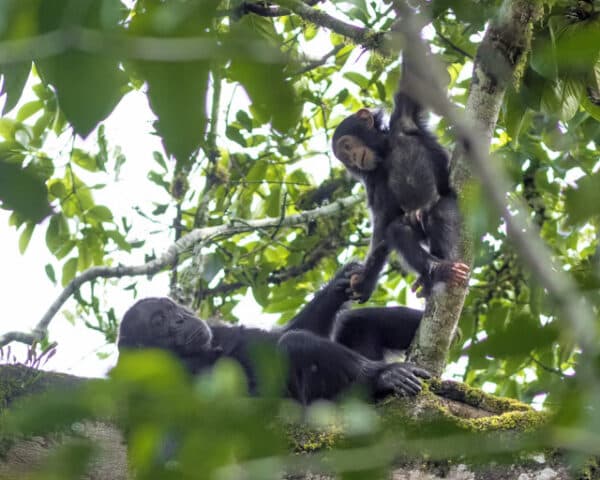 1-DAY CHIMPANZEE TRACKING & CRATER LAKES TOUR