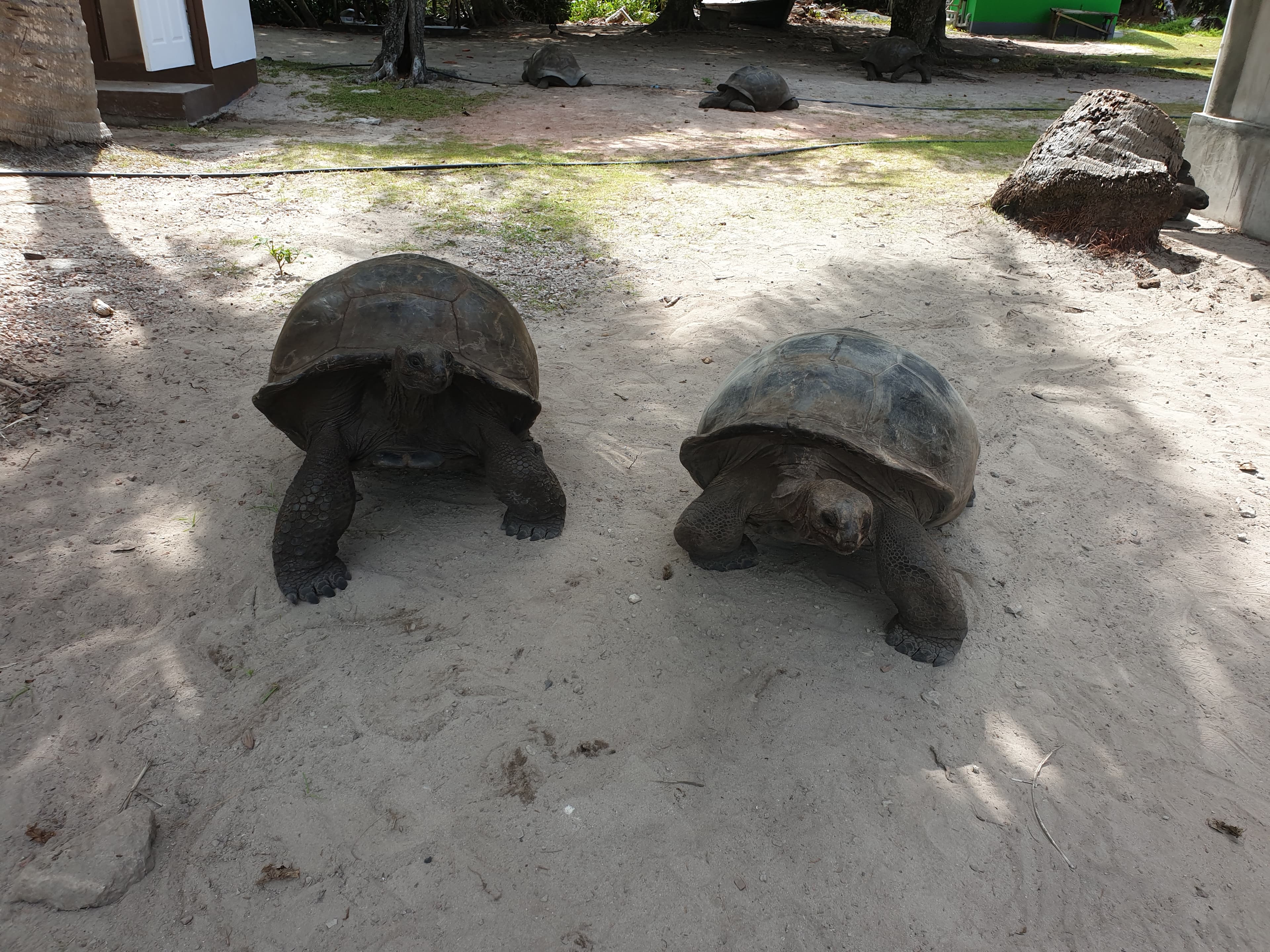 La Digue, Curiuese, St. Pierre, Anse Lazio by boat from Mahe (Private Boat)