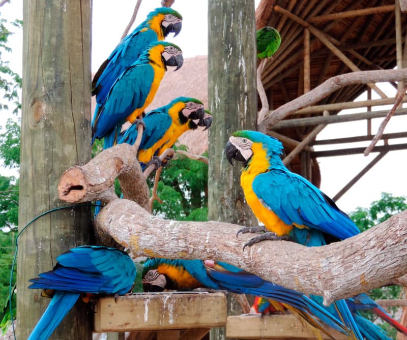 BARU: AVES CON ENCANTO (VISITA AL AVIARIO Y DIA DE PLAYA) HOTEL ISLA DEL ENCANTO