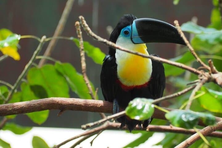 Green Planet Tickets with Private Transfers