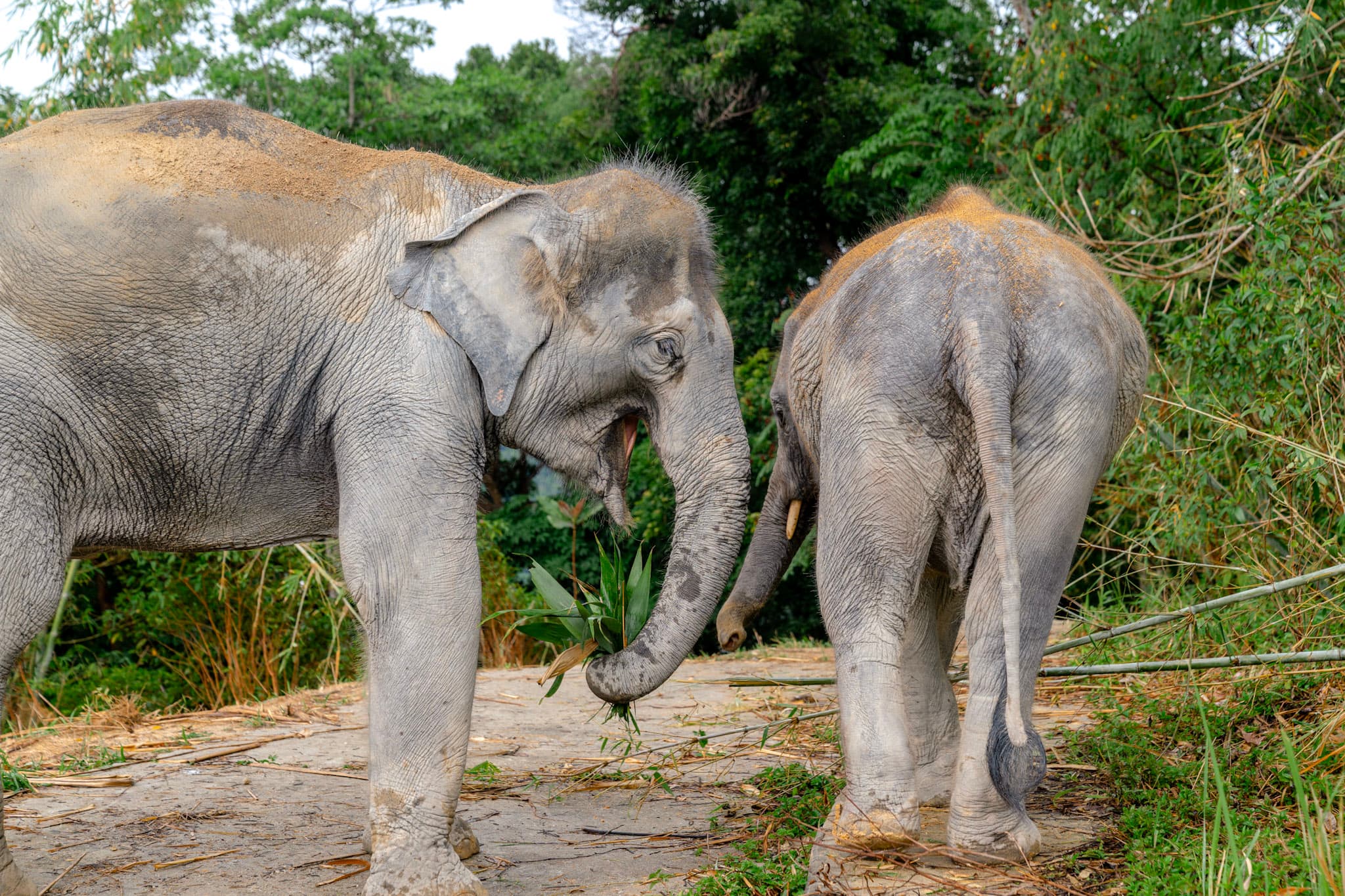 Observe & Learn Elephant Lifestyle