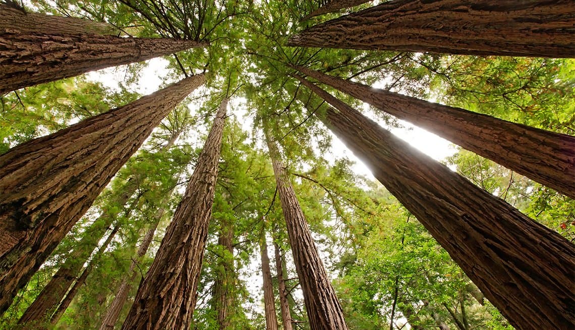 Skip The Bus: Muir Woods, Sausalito & San Francisco Combo