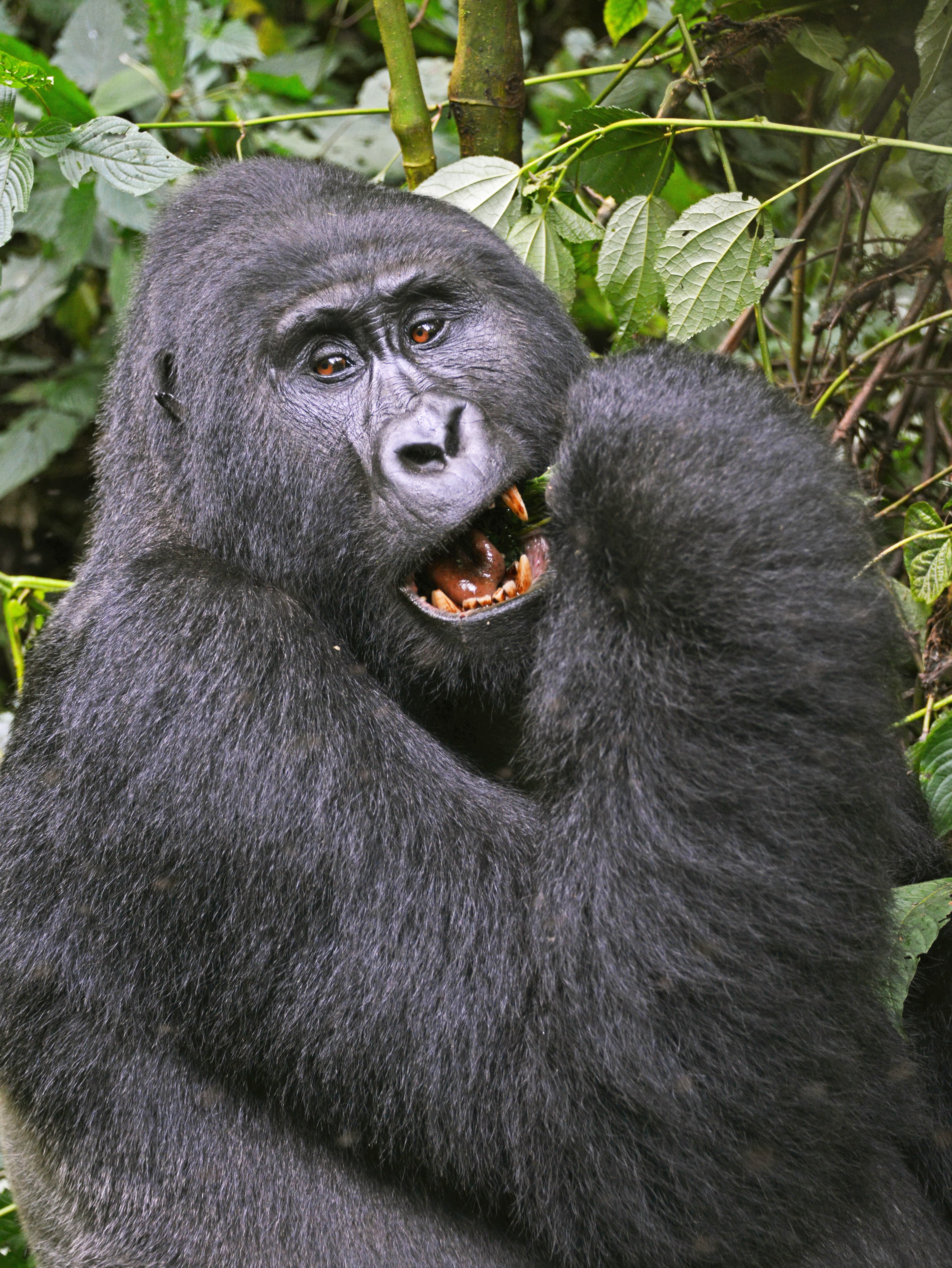 7-Day Chimps, Gorillas Trekking and Wildlife Tour