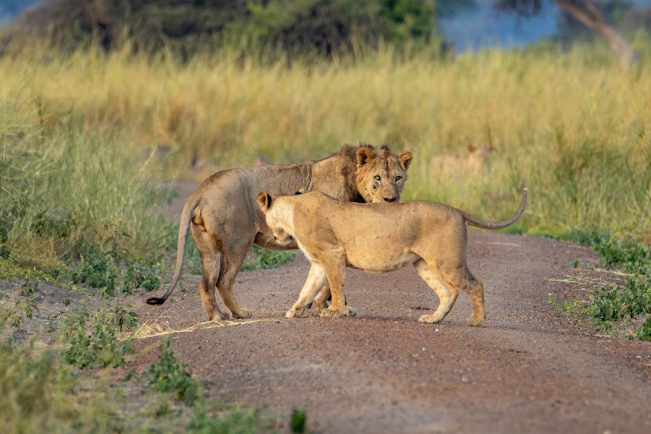 4 Days - Serengeti Fly In Safari