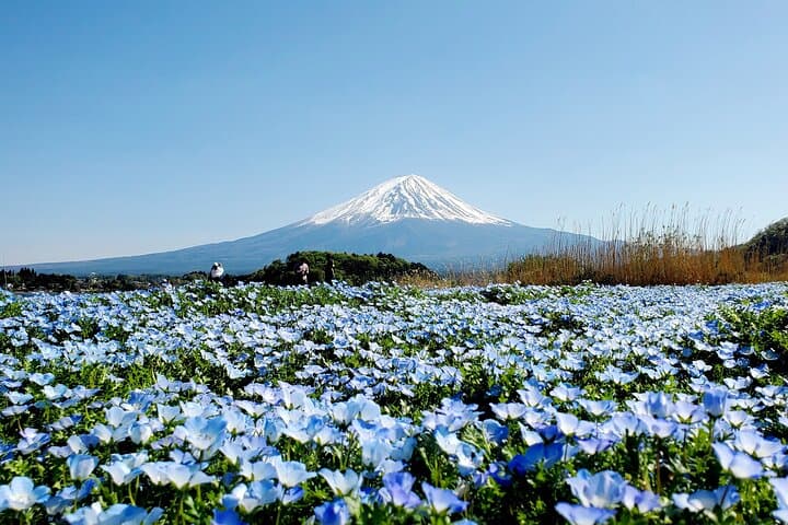 English Guided 3 Days Tokyo, Mt. Fuji and Hakone Private Tour 