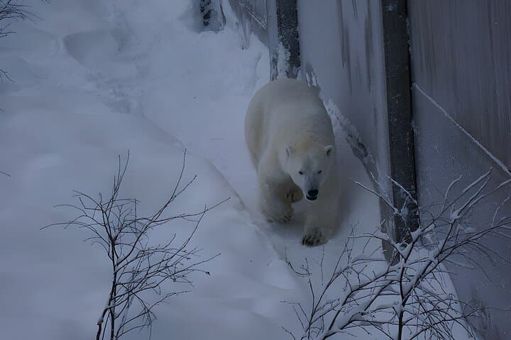 Ranua Arctic Zoo - A Guided Day Tour From Rovaniemi 