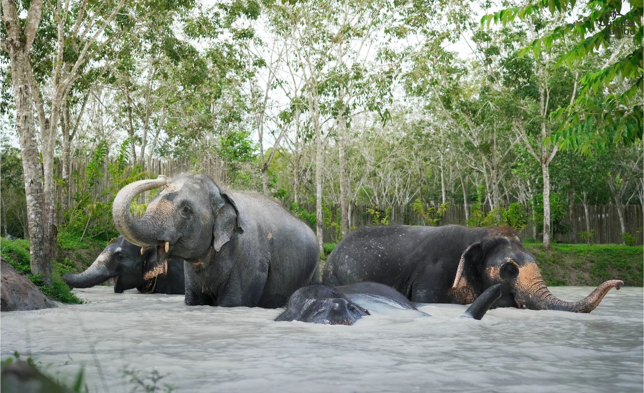 Phuket: Jumbo Elephant Program