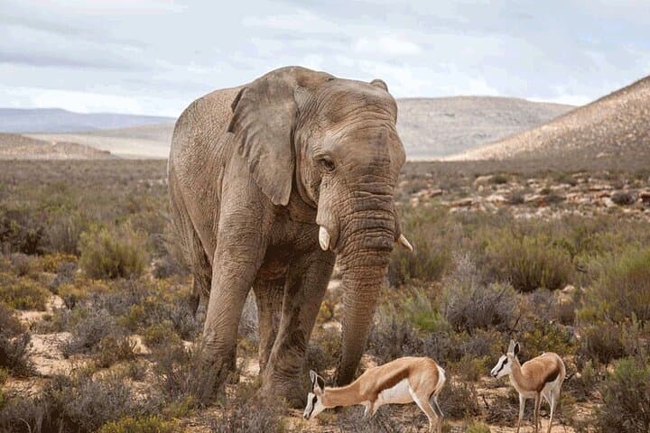 Private Big 5 Safari at Aquila Game Reserve from Cape Town