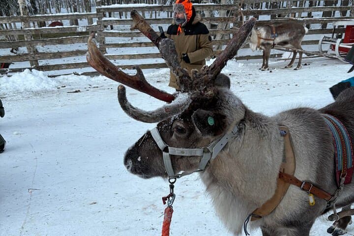 Reindeer Sleigh Ride in Rovaniemi