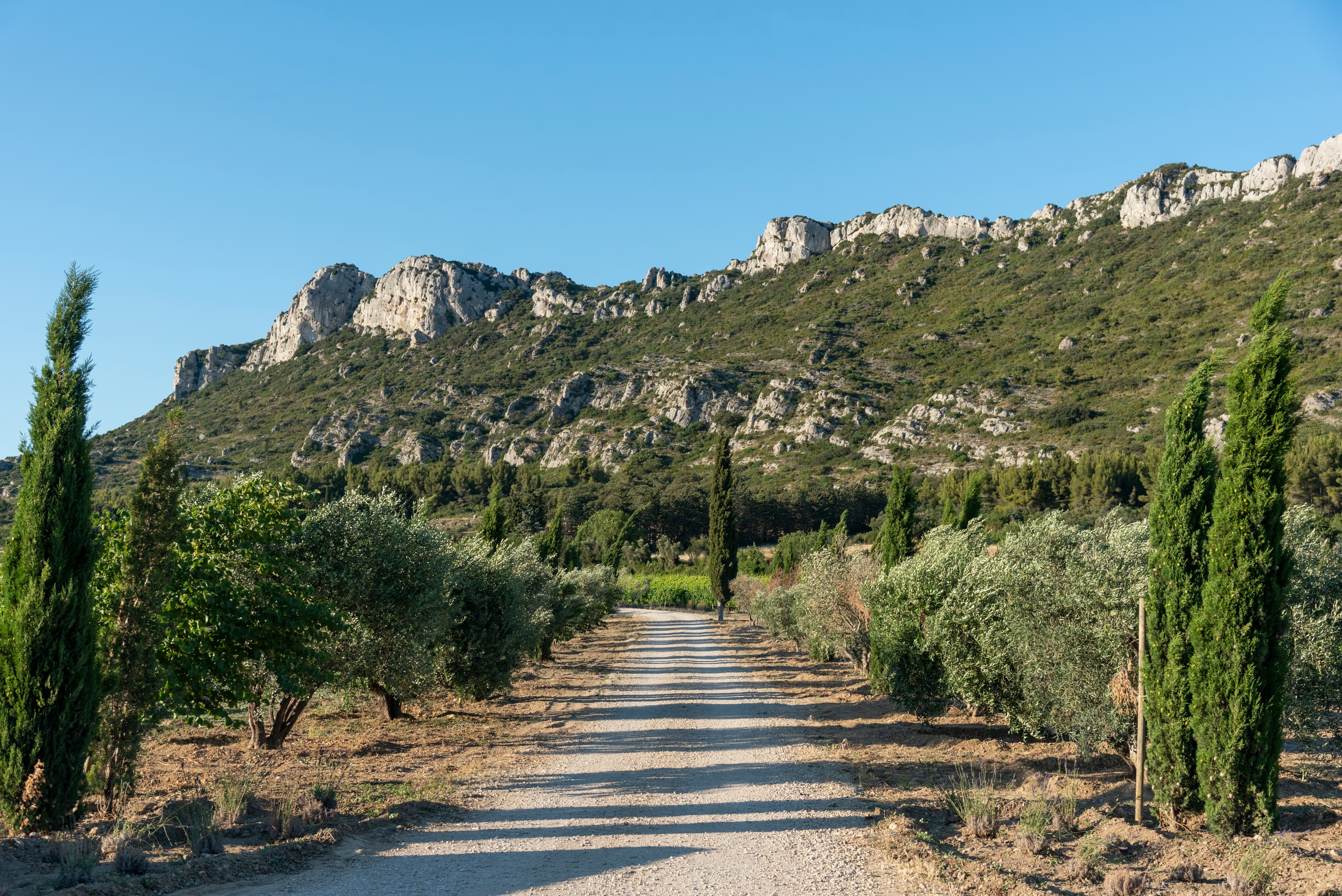 Visite du Domaine du Vallon des Glauges et dégustation