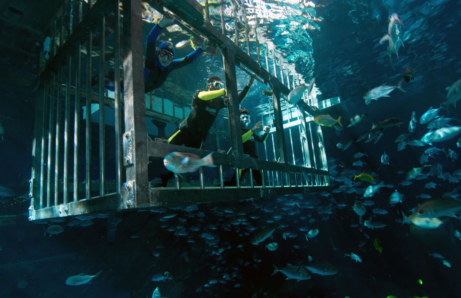 Cage Snorkeling