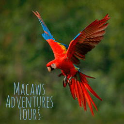 Macaws Adventures Tours 