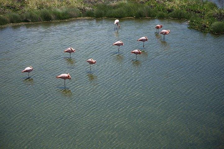 Wetlands Walking Tour in Isabela Island
