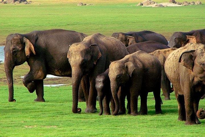 Yala National Park Jeep Safari With an Expert Of Wildlife
