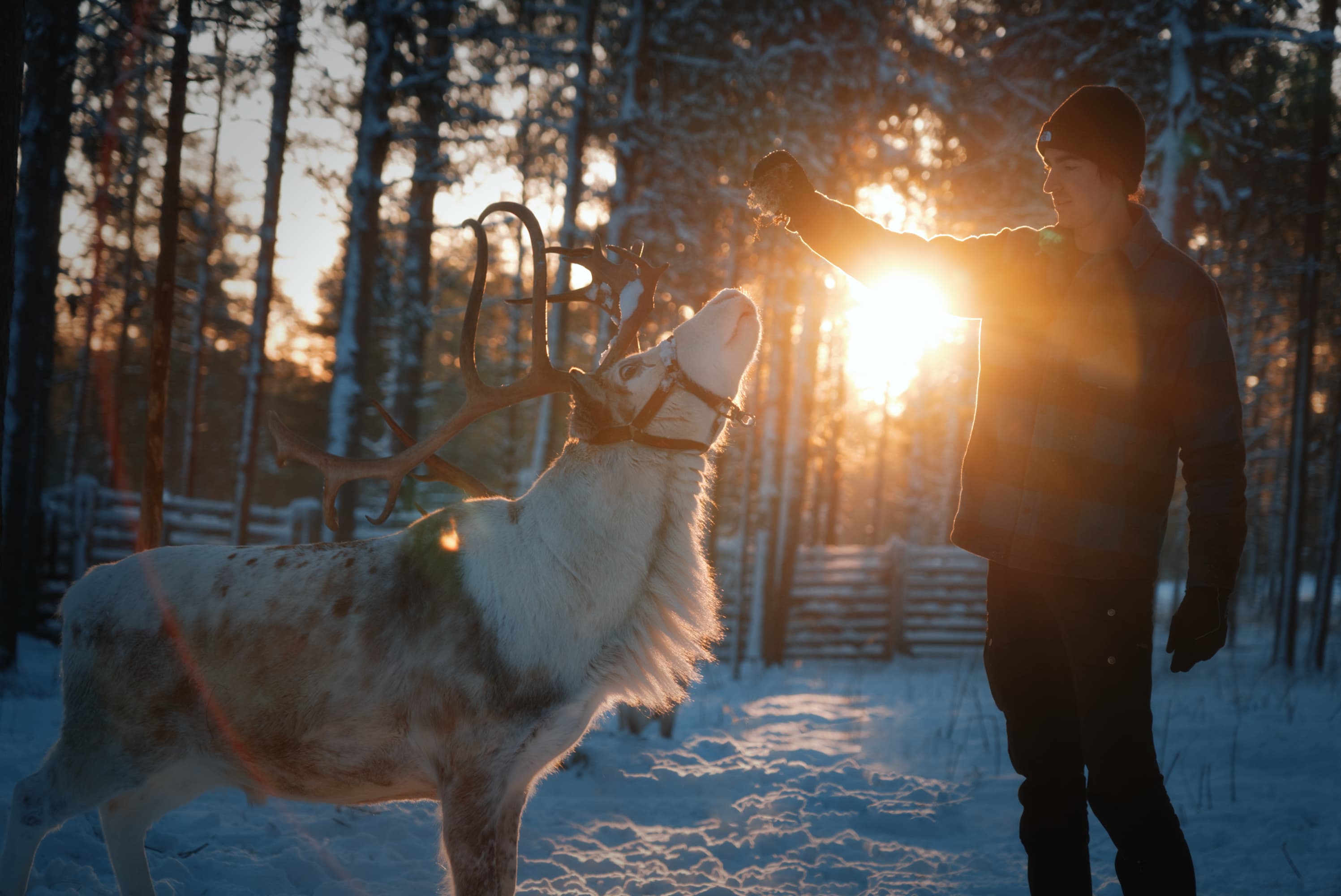 Amazing Reindeer Feeding Experience with Local Guide in Levi