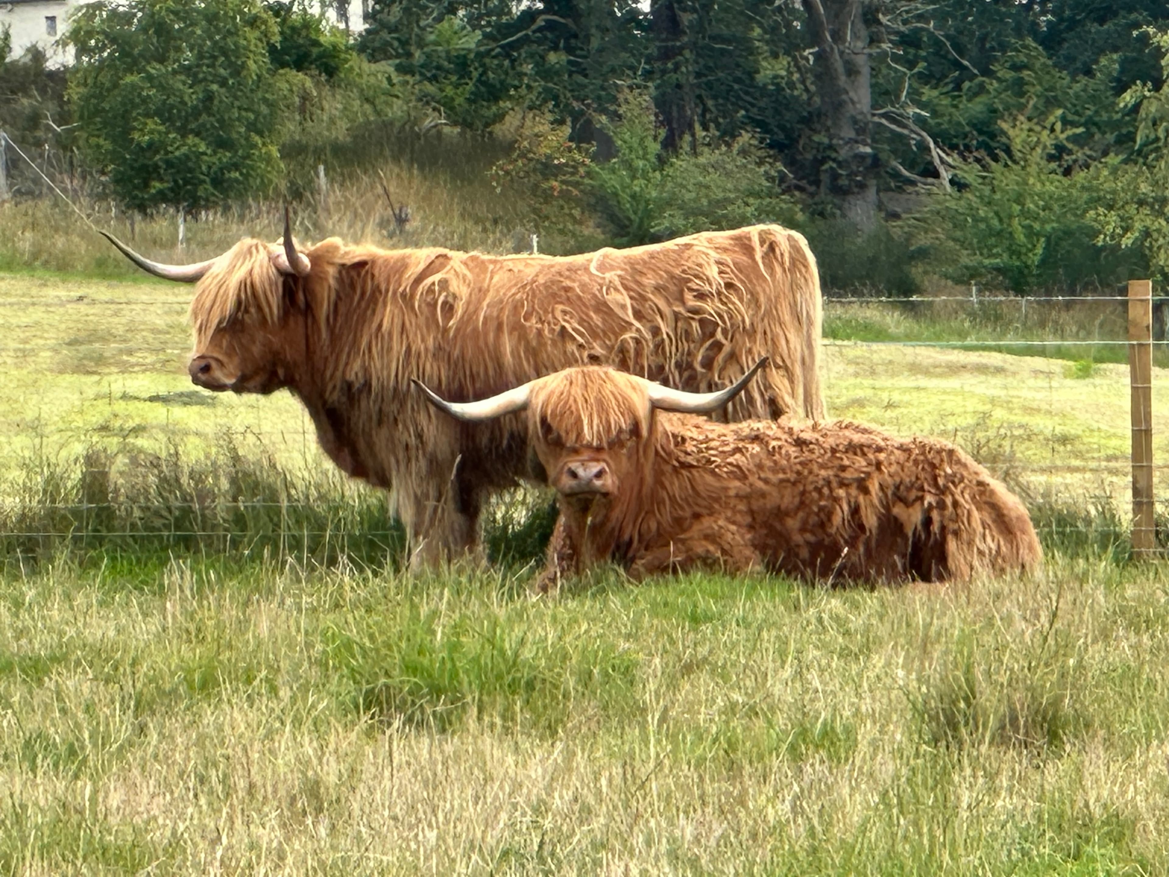 Half Day Loch Ness Circular Tour: Loch Ness, Urquhart Castle, Fort Augustus and More