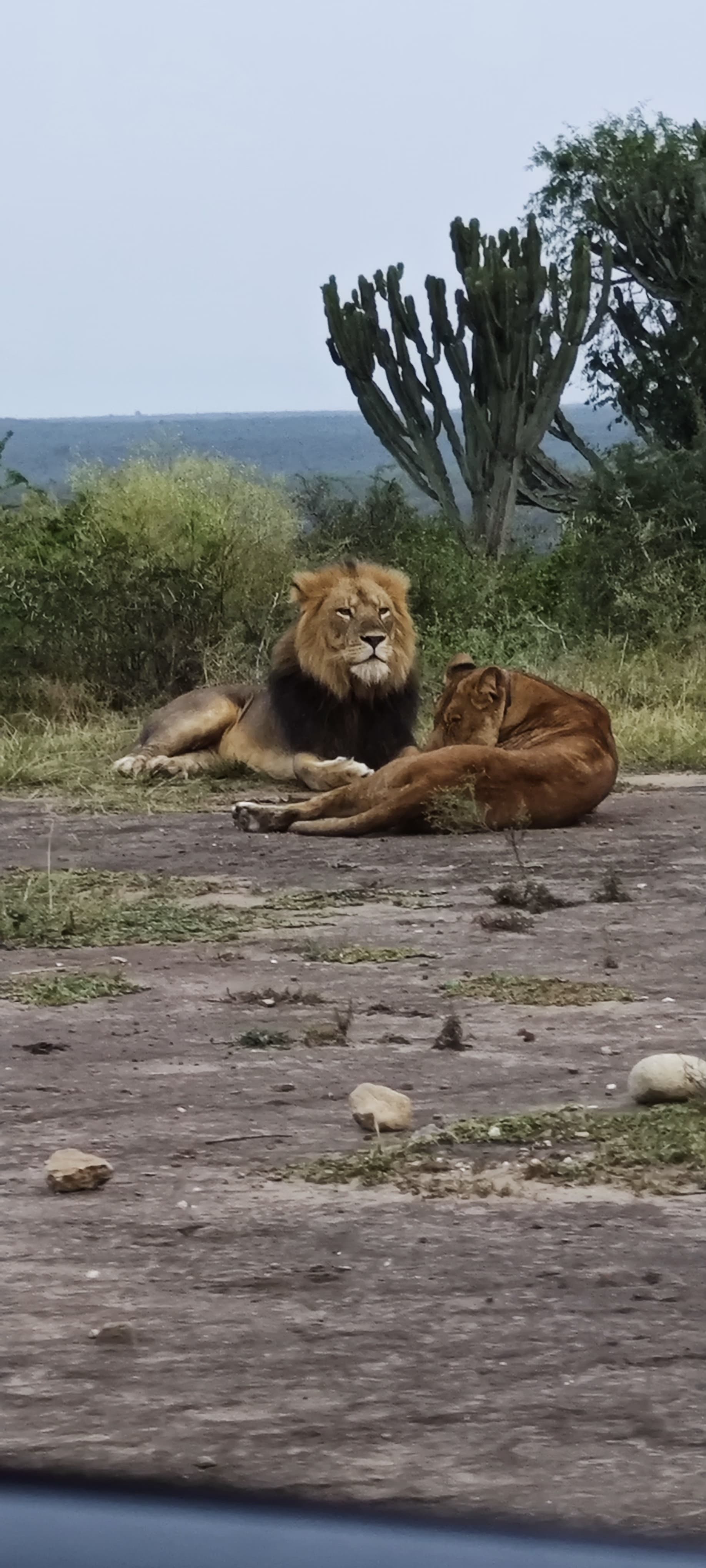 11-Day Ugandas Flyin Primates and Wildlife Luxury Safari