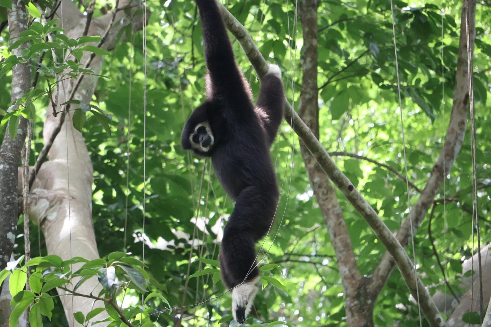 Huai Kaeo in 1 Day for Couples - Guided walk through Mae Kampong Village and forest Huai Kaeo in 1 Day for Couples - Guided walk through Mae Kampong Village and forest