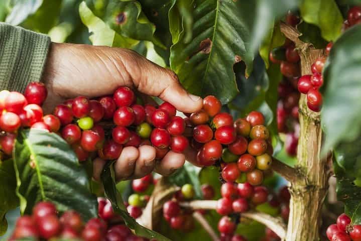 La Paz Waterfall Gardens & Coffee Tour. Private Tour
