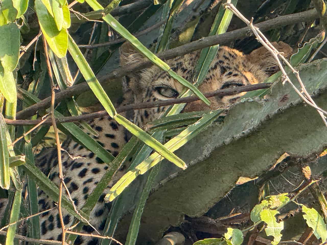 8 Days-Primates and Wildlife Luxury Tour
