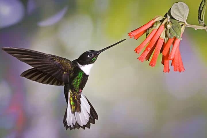 4 World of Ecuador " Coast - Andean - Amazon - Galapagos"