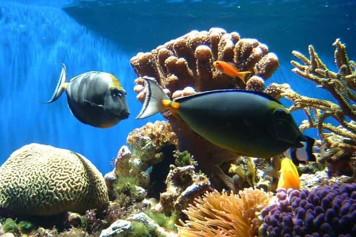 From Sharm: Ras Mohamed & White Island Cruise with Snorkeling & Diving