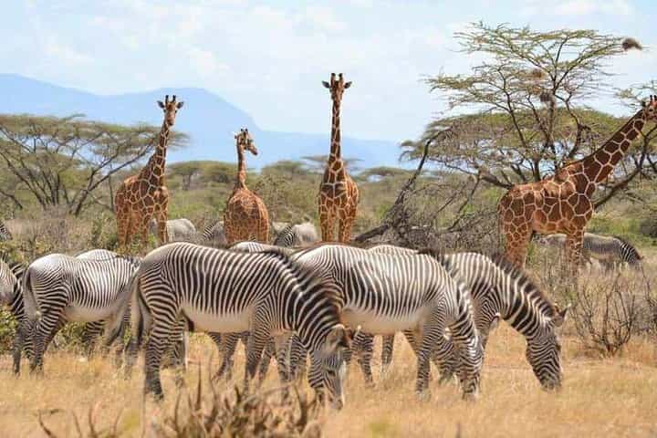 7 Day Maasai Mara, Lake Nakuru, Lake Naivasha and Samburu Safari