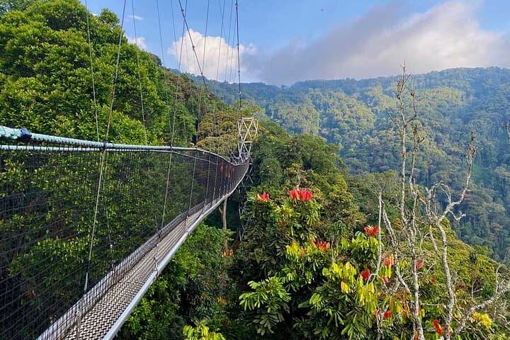 6-Day Epic Rwanda Gorilla & Chimpanzee Safari