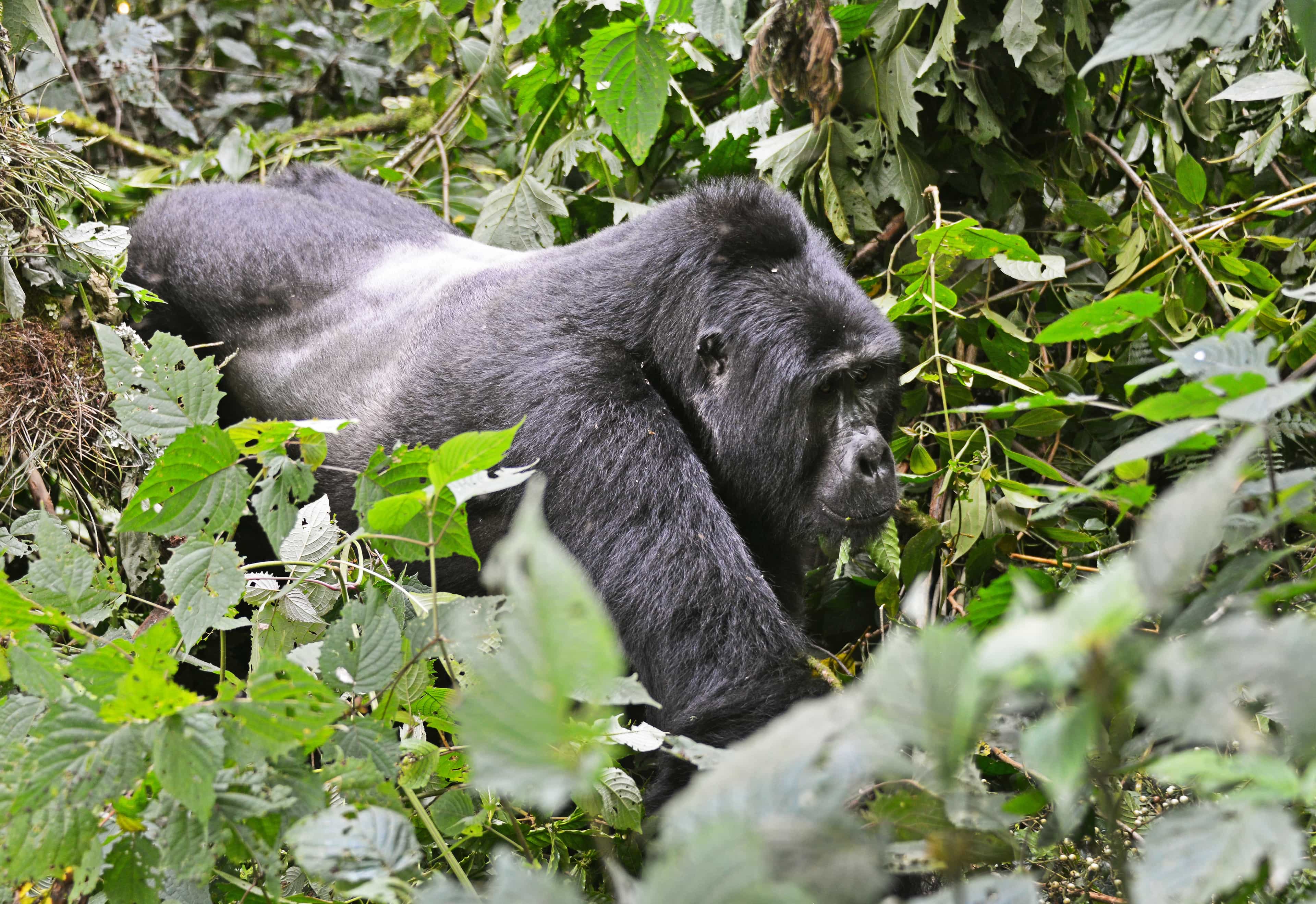 9-Day Mountain Kilimanjaro Trekking and Uganda Gorillas