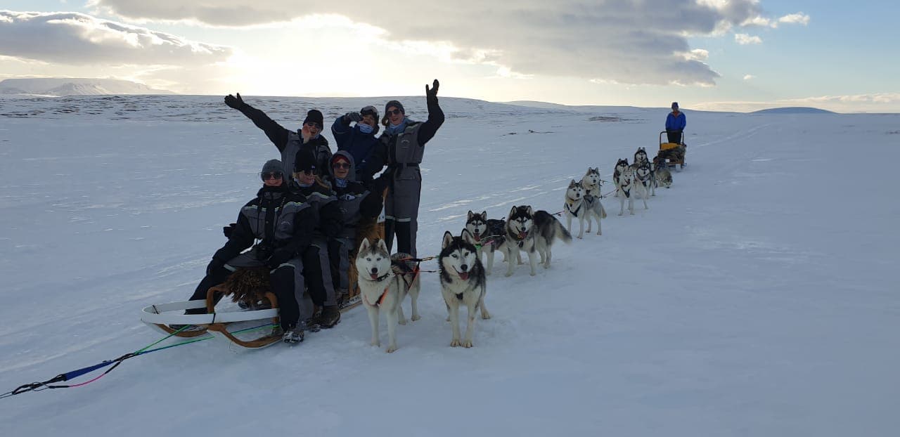 Siberian Husky Dog Sledding