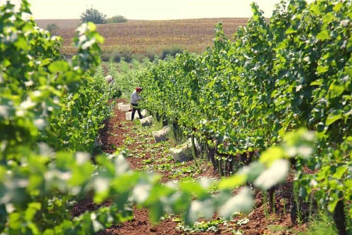 Goumenissa Wine and Culture Experience from Thessaloniki