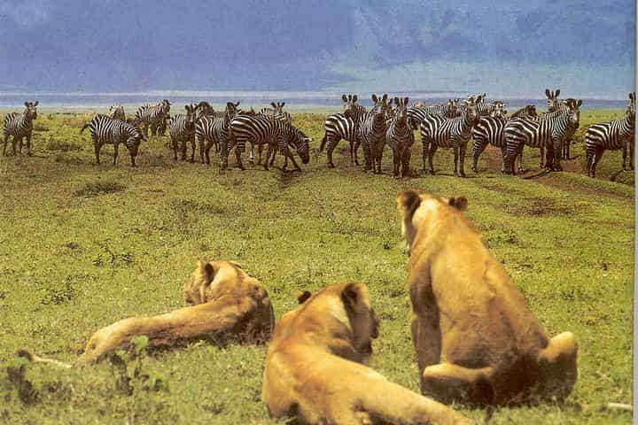 7 DAYS AMAZING SAFARIT TO MAASAI MARA NAKURU NAIVASHA AND AMBOSELI PARKS