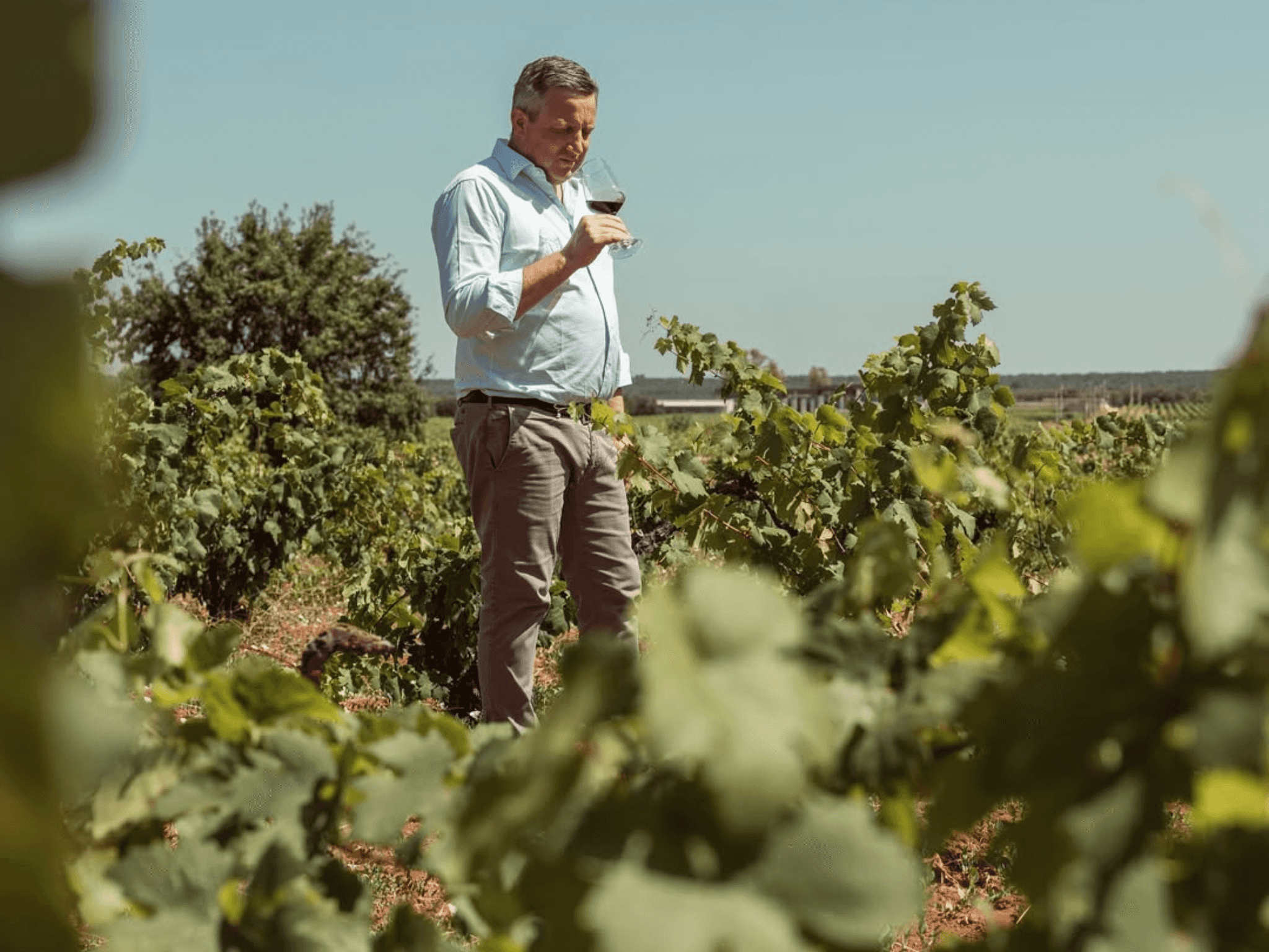 Vineyard Walk and Wine Tasting at a Masseria Winery near Taranto