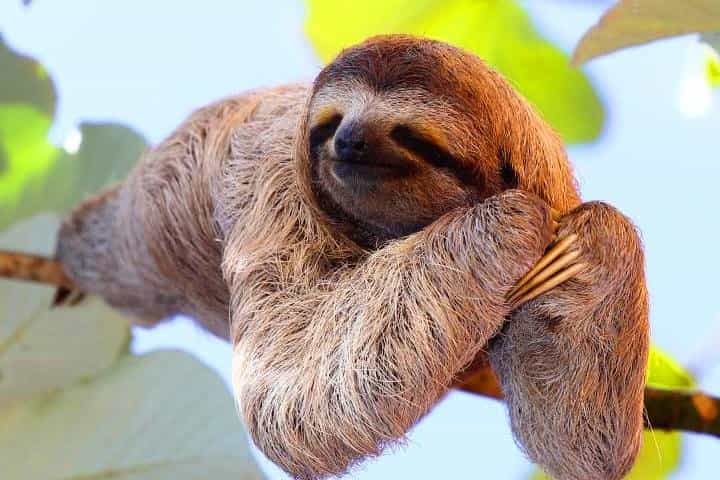 Roatan AJ's Sloths, Monkeys Eco Encounter, City Tour, Beach Break & Transfer