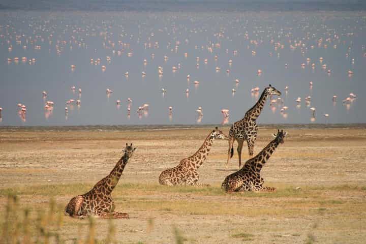 Lake Manyara Guided Day Tour from Arusha