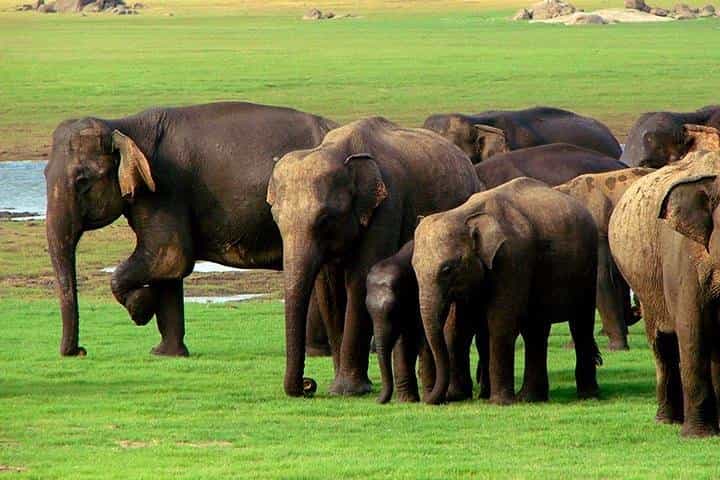 Jeep Safari To Udawalawa National Park