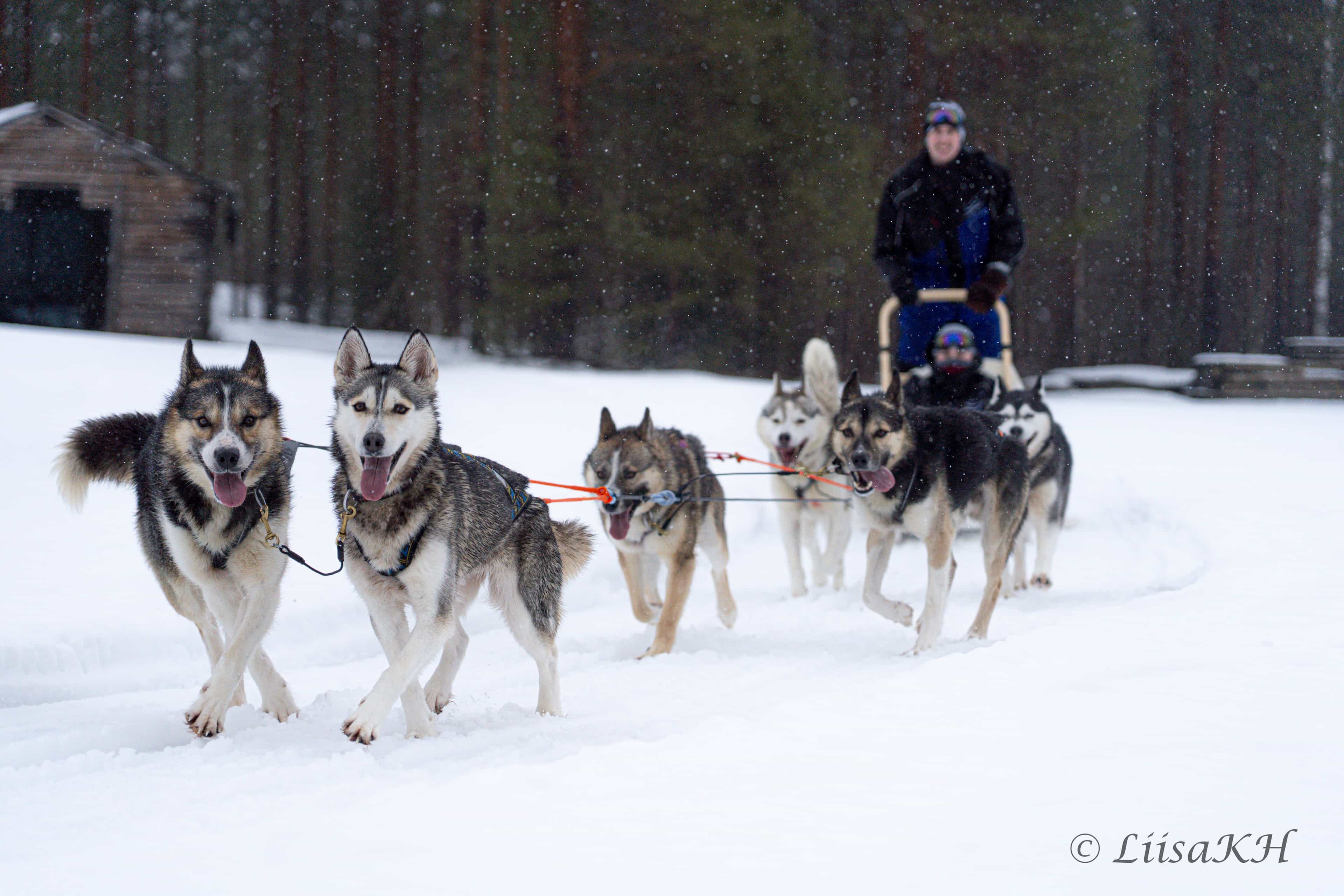 7 km Self Driven Husky Sled Adventure in Rovaniemi