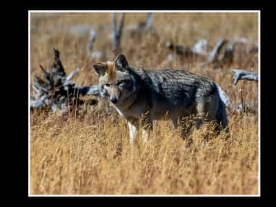 Yellowstone Wildlife and Photo Upper Loop Tour from Cody Wyoming!