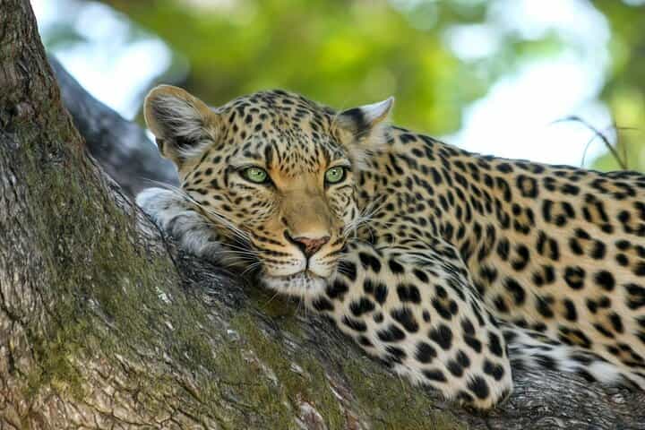 6-Day Uganda Guided Safari from Entebbe Airport