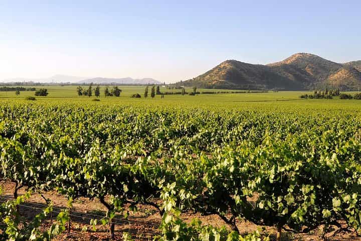 Half Day Trip to Santa Rita Vineyard from Santiago - Wine Tasting Included