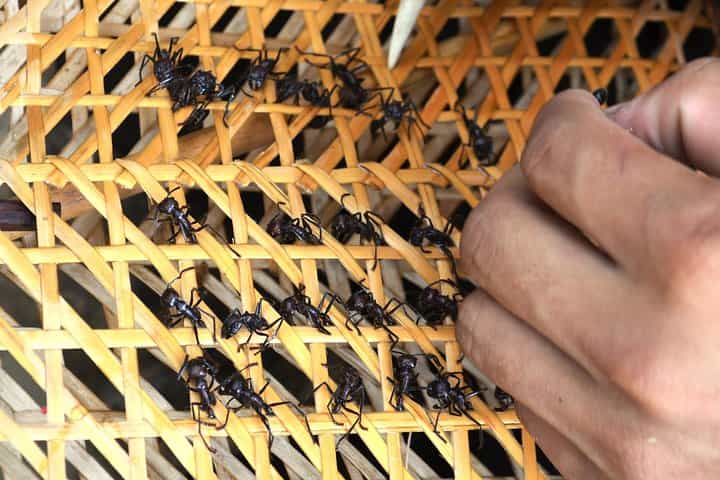 Tucandeira Ants Indigenous Ritual