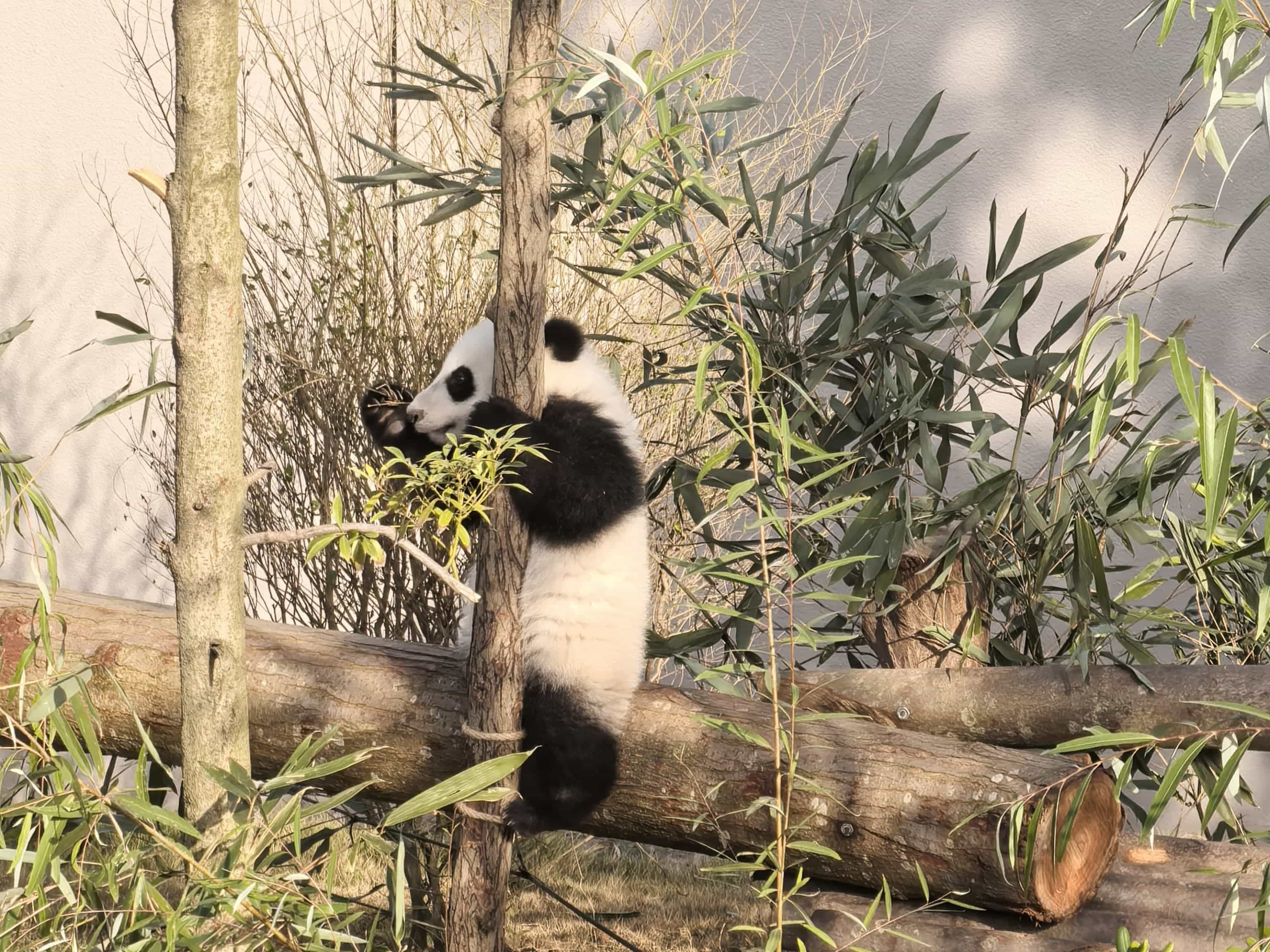 Wolong Nature Reserve: Home of the Giant Panda