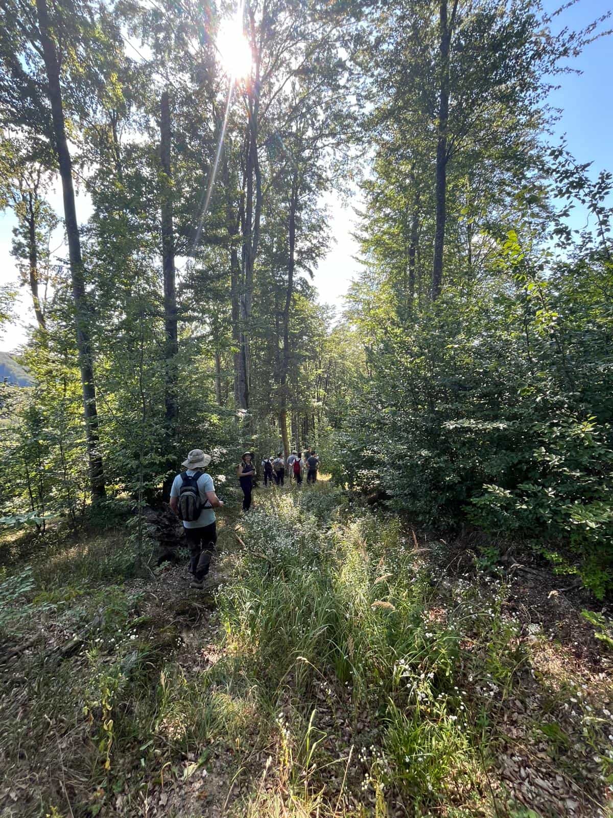Carpathian Wildlife Watching Tour from Brașov