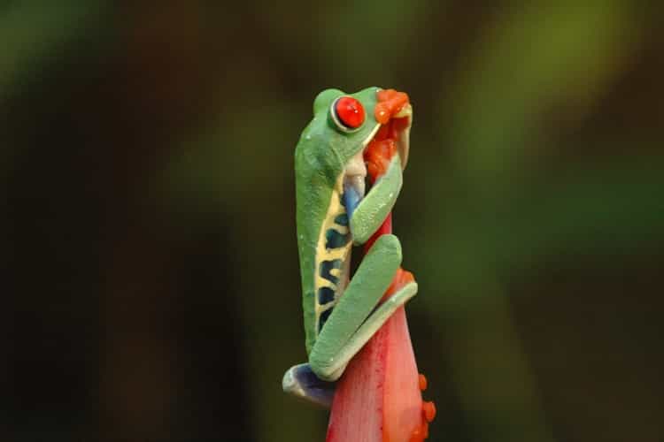 Rainforest Night Walking Tour (Exclusive Tour)