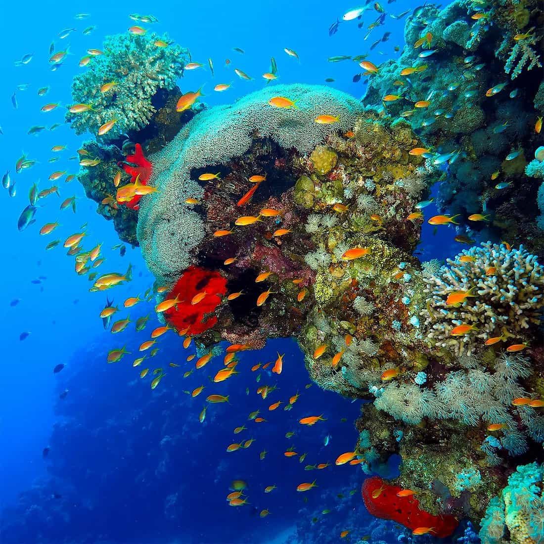 A week in Sharm el sheikh Egypt