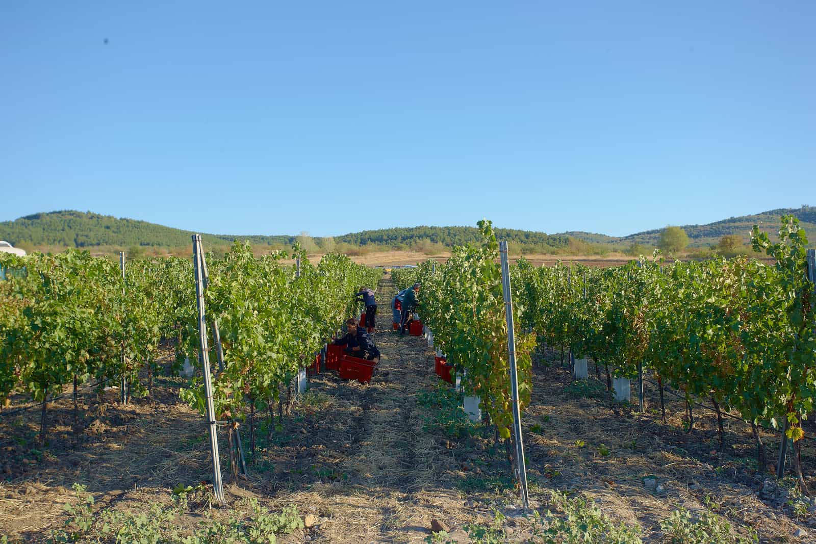 Private Day Trip From Plovdiv To Wine Cellars And Wine Tasting