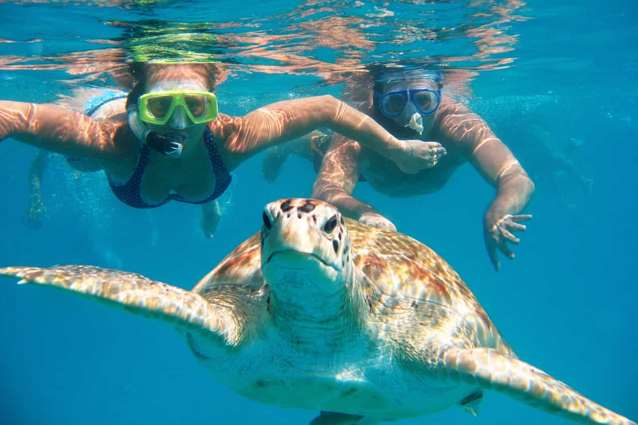 Man-01 : Swim with Turtles - Spectacular Experience